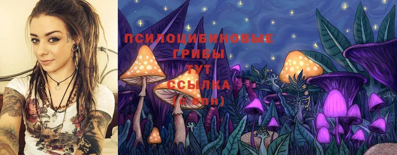 продажа наркотиков  Прокопьевск  Псилоцибиновые грибы Psilocybine cubensis 